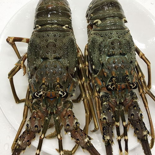 進口小青龍蝦生凍大龍蝦鮮活海鮮水產(chǎn)冷凍野生深海刺身級小青龍蝦